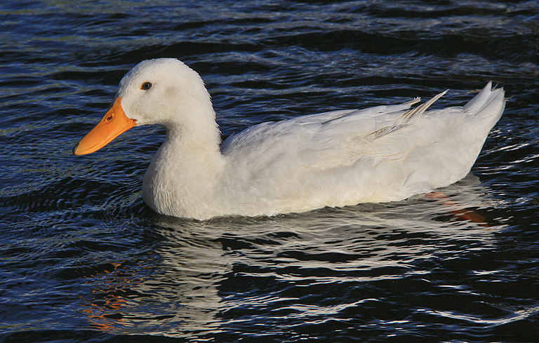 Maui 2013 6499 Fluffy White Duck  P O'Malley
